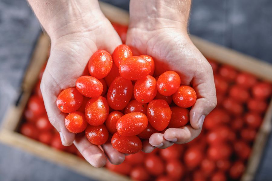 Slováci vypestovali paradajky sladšie ako jahoda. Vďaka skleníkom ich môžete mať doma kedykoľvek
