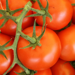 Odkiaľ sú slovenské paradajky v zime?