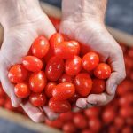 Slováci vypestovali paradajky sladšie ako jahoda. Vďaka skleníkom ich môžete mať doma kedykoľvek